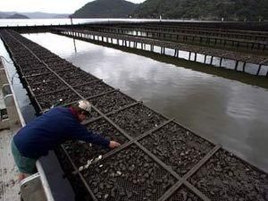 В Австралии обокрали устричную ферму В Австралии обокрали устричную ферму