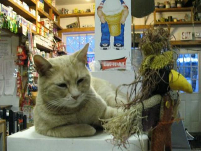 Кіт став мером міста на Алясці Кіт став мером міста на Алясці