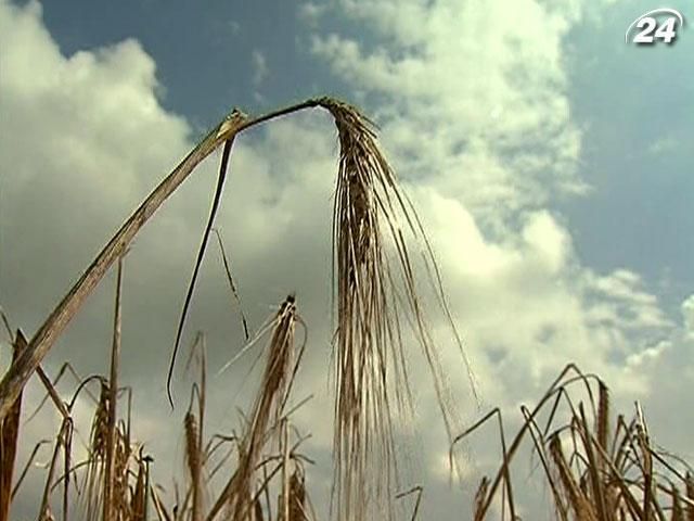 Ціни на зерно і пшеницю в Україні залишаться на рівні минулого року