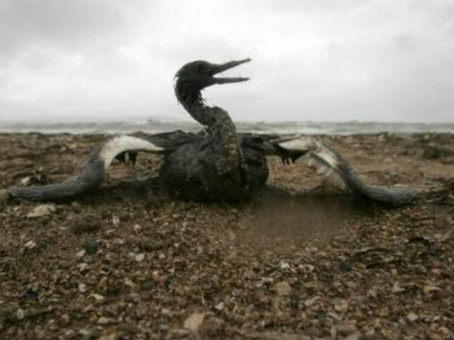 Черноморское побережье залило мазутом Черноморское побережье залило мазутом