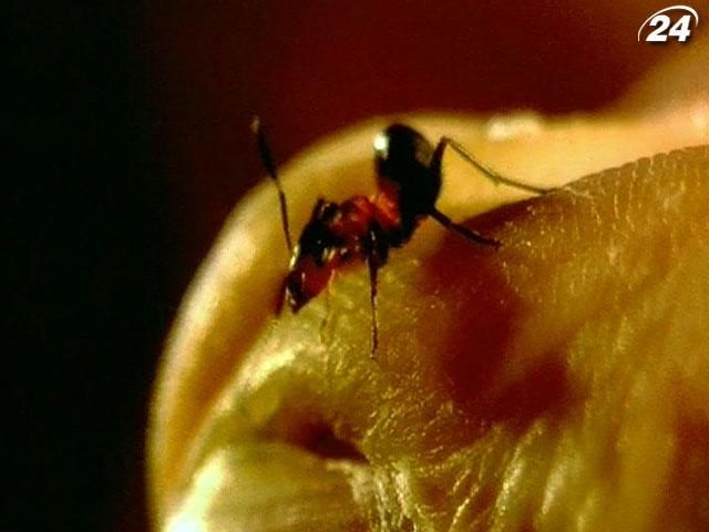 Мурахи будують свої гнізда в епіцентрі ймовірного землетрусу Мурахи будують свої гнізда в епіцентрі ймовірного землетрусу