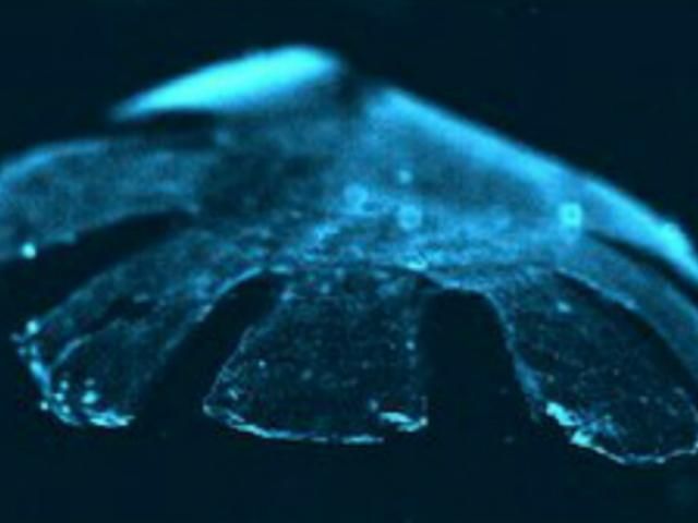 Ученые создали искусственную медузу с сердечных клеток Ученые создали искусственную медузу с сердечных клеток