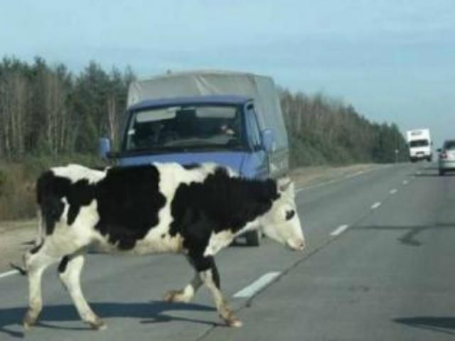 Корова стала винуватицею подвійного ДТП 