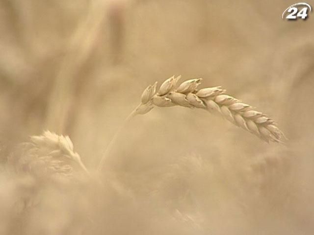 Вартість пшениці в Україні сягнула річного максимуму