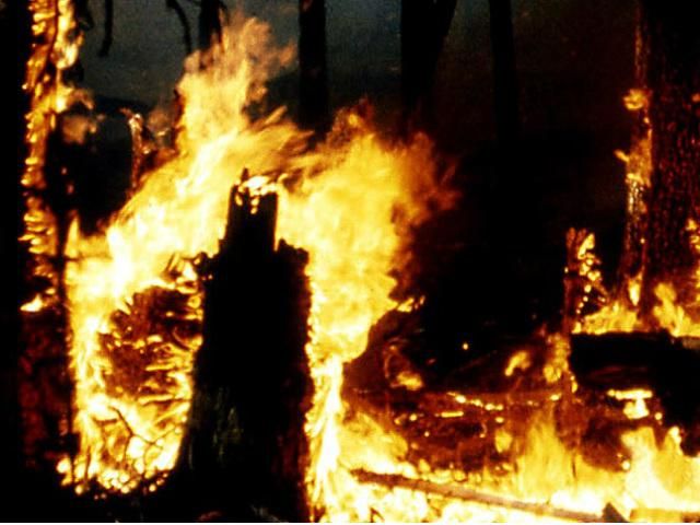 У Севастополі горіло 9 гектарів лісу У Севастополі горіло 9 гектарів лісу