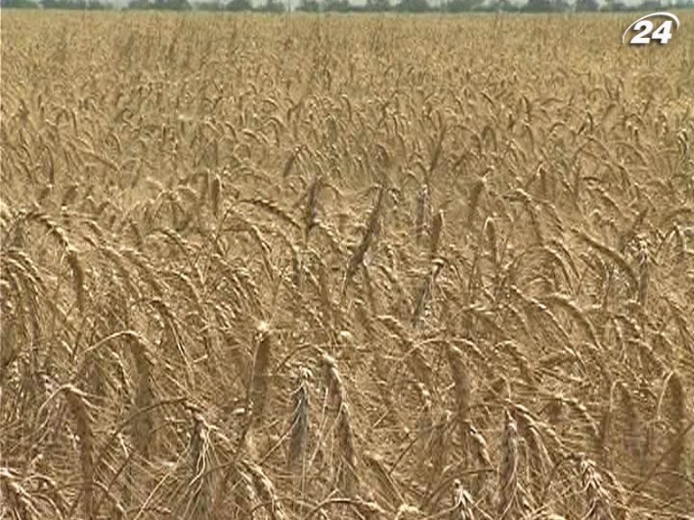 Трейдери призупинили закупівлю українських зернових Трейдери призупинили закупівлю українських зернових