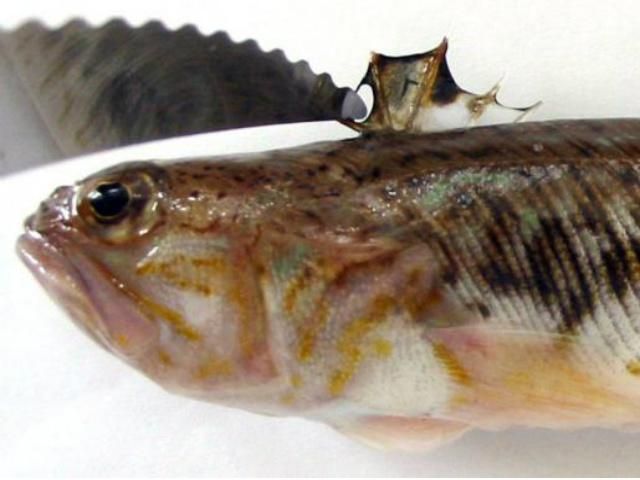 В Одесі з'явились отруйні риби-дракони В Одесі з'явились отруйні риби-дракони