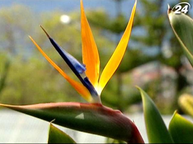 Мадейра - португальський острів, що славиться квітами неймовірної краси