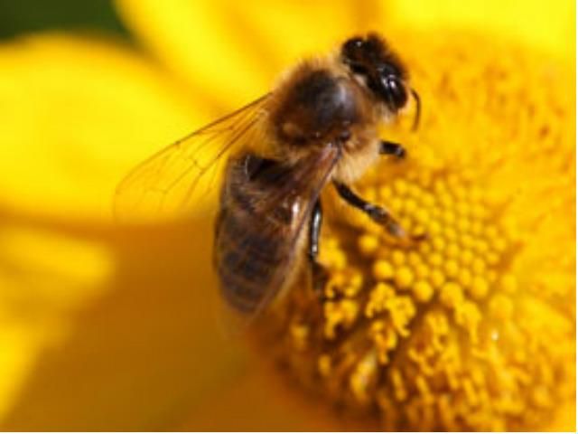 На Івано-Франківщині чоловік помер від укусів бджіл На Івано-Франківщині чоловік помер від укусів бджіл