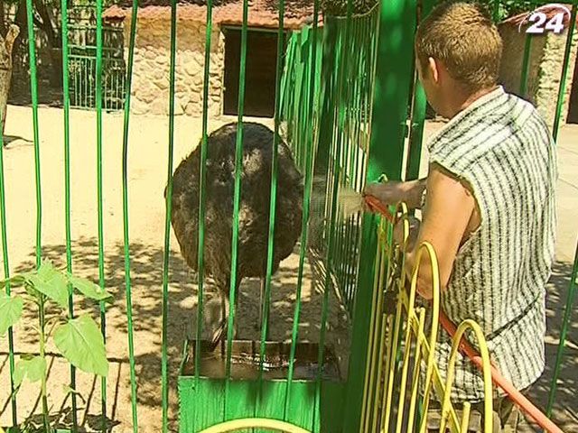 В симферопольском зоопарке животных спасают от жары лакомствами и холодным душем В симферопольском зоопарке животных спасают от жары лакомствами и холодным душем