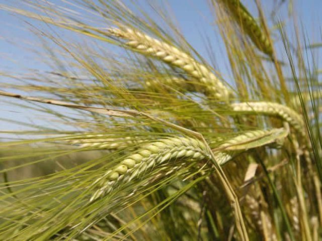 На Сумщині селяннин випадково спалив 17 гектарів ячменю На Сумщині селяннин випадково спалив 17 гектарів ячменю