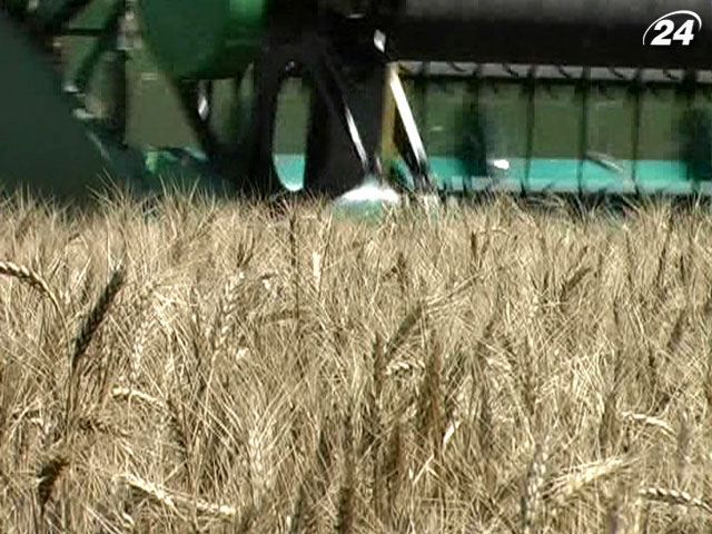 Собівартість зернових в Україні цього року зросте в 1,5 рази