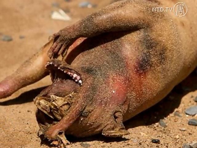 В Нью-Йорке нашли неизвестное доселе животное (Видео) В Нью-Йорке нашли неизвестное доселе животное (Видео)