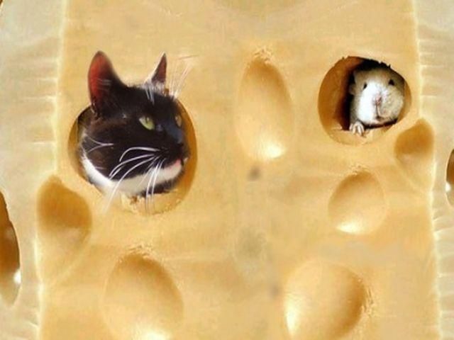 "Сирна війна" обійшлася Україні в 46 мільйонів доларів "Сирна війна" обійшлася Україні в 46 мільйонів доларів