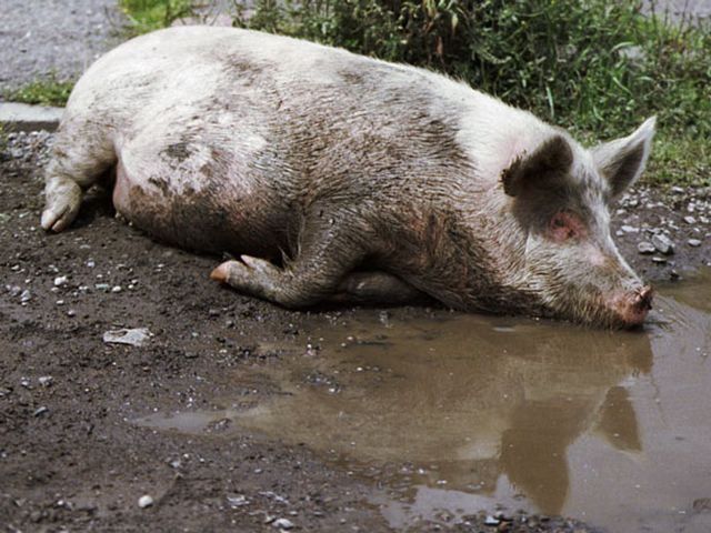 В Україні виявили вірус африканської чуми у свиней 