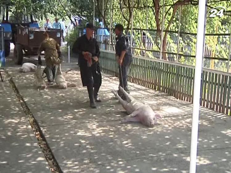 У запорожских свиней обнаружили африканскую чуму У запорожских свиней обнаружили африканскую чуму