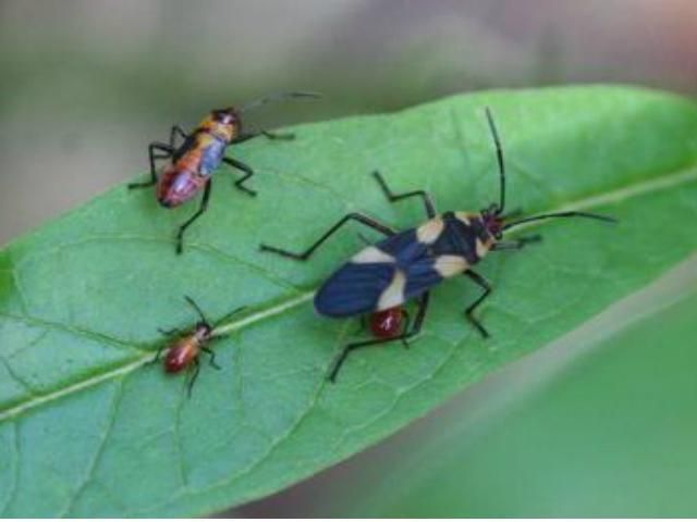 Ученые нашли древнейшее насекомое Ученые нашли древнейшее насекомое