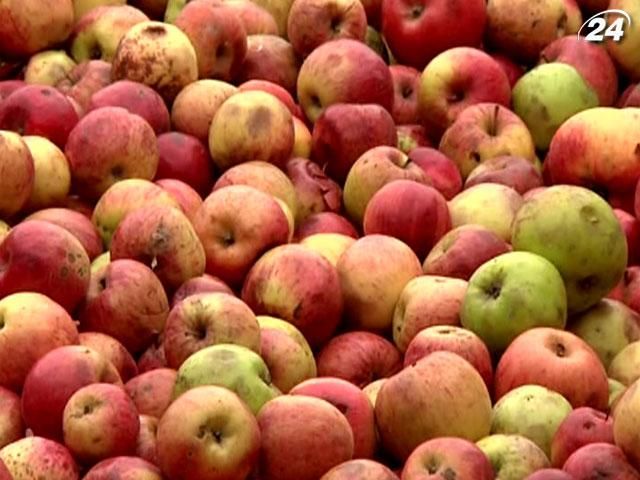 Украинских садоводы могут потерять до 950 млн грн Украинских садоводы могут потерять до 950 млн грн