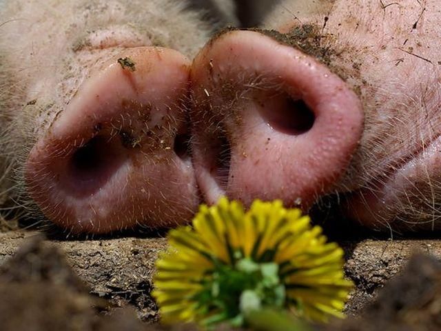 Африканской чумы опасаются на Ивано-Франковщине Африканской чумы опасаются на Ивано-Франковщине