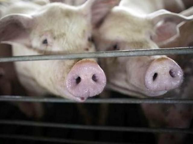 У Запорізькій області знищили 200 свиней з африканською чумою У Запорізькій області знищили 200 свиней з африканською чумою