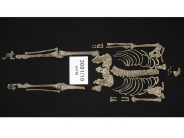 Останки бандита Неда Келлі передали нащадкам Останки бандита Неда Келлі передали нащадкам