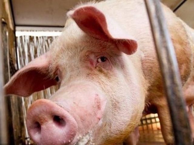 Хряка Фунтика перевезуть на страусину ферму Хряка Фунтика перевезуть на страусину ферму