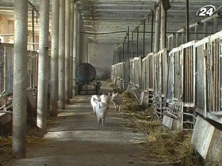 На боротьбу з африканською чумою виділили майже півмільйона гривень На боротьбу з африканською чумою виділили майже півмільйона гривень