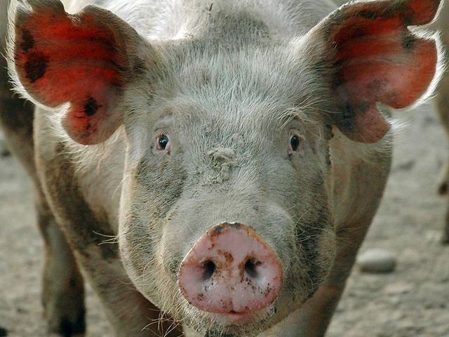 Беларусь запретила ввоз свинины из Запорожья