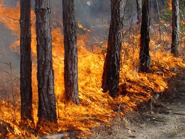 В Ялтинском заповеднике ликвидировали пожар В Ялтинском заповеднике ликвидировали пожар