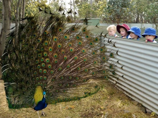 Из-за вандалов из зверинца Тасмании исчезли 60 животных, 9 - погибли Из-за вандалов из зверинца Тасмании исчезли 60 животных, 9 - погибли