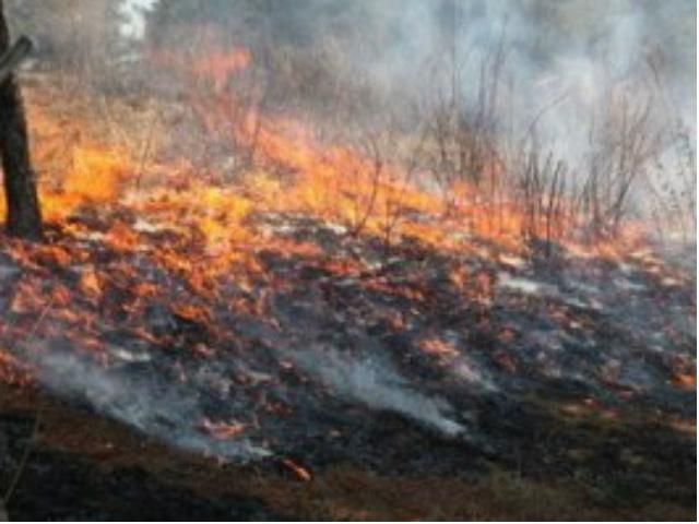 В заповеднике Аскания-Нова выгорело 100 гектаров травы В заповеднике Аскания-Нова выгорело 100 гектаров травы