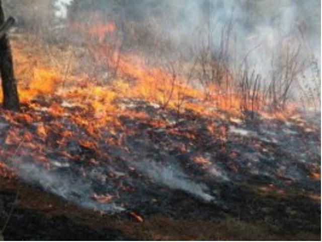 В заповеднике Аскания-Нова выгорело 100 гектаров травы