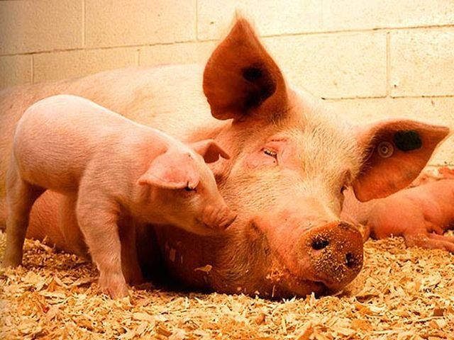 Росія, Молдова та Білорусь закривають кордони для ввозу свинини з України Росія, Молдова та Білорусь закривають кордони для ввозу свинини з України