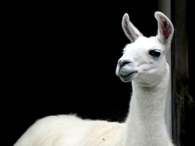 Сторожевых собак фермеры заменят ламами Сторожевых собак фермеры заменят ламами
