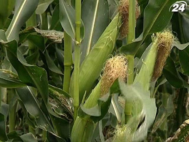 Укргідрометцентр знизив прогноз врожаю кукурудзи через спеку