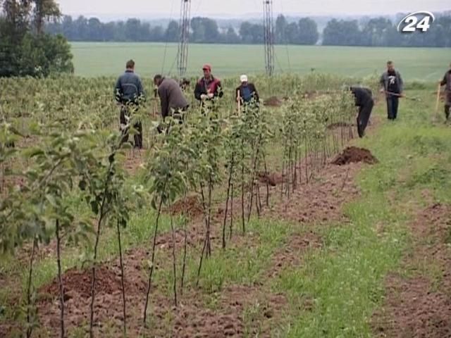 Вітчизняне виробництво саджанців за 5 років збільшилося на 40%