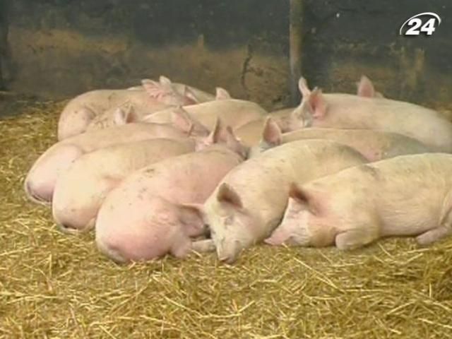 Фермери отримали по 18 грн за кожен кілограм вилучених свиней