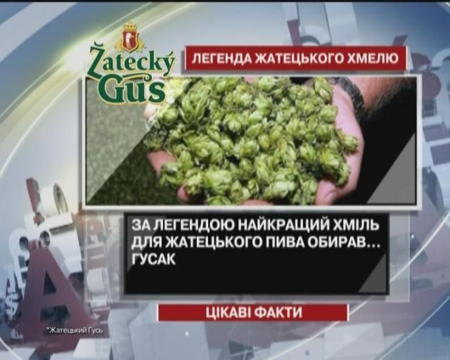 Найкращий хміль для жатецького пива обирав гусак