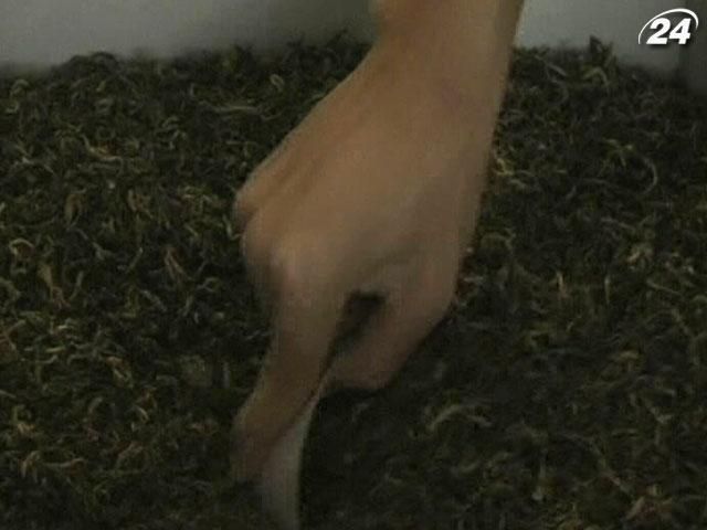 Ціни на чай зросли до максимуму з 2009 року Ціни на чай зросли до максимуму з 2009 року