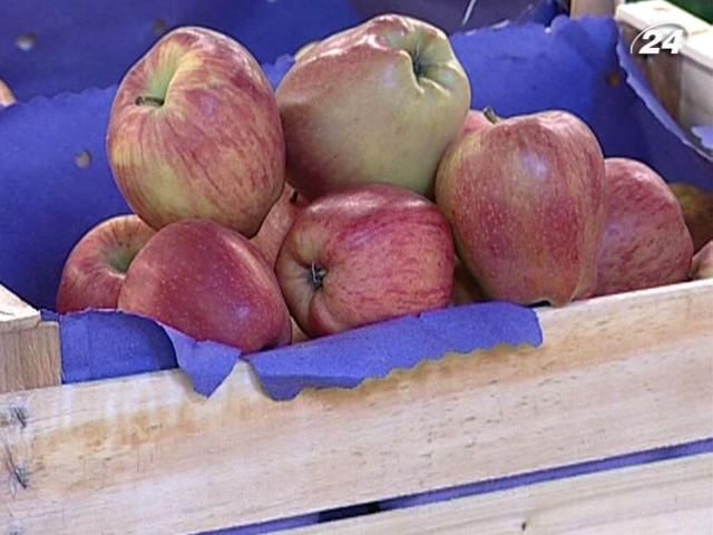 Україна шукає нові ринки збуту для вітчизняних яблук Україна шукає нові ринки збуту для вітчизняних яблук