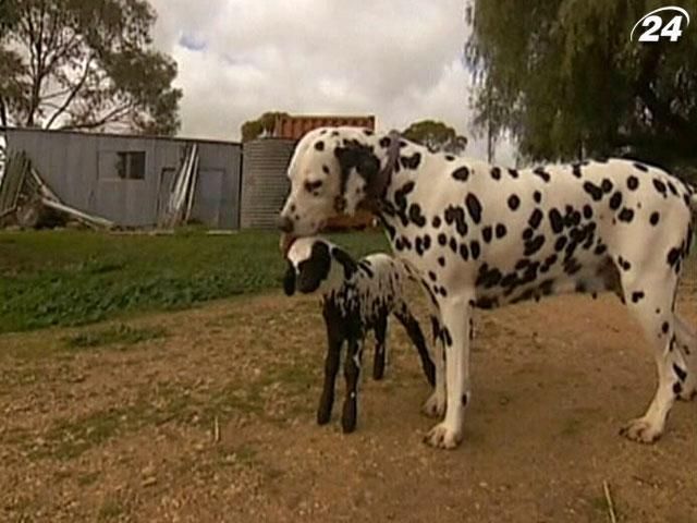 В Австралии далматинец усыновил новорожденного ягненка