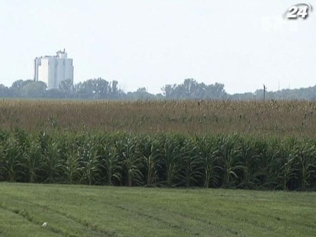 Світові ціни на кукурудзу б'ють рекорди