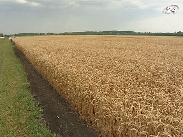 Подорожчання зерна на світових ринках – на руку українським аграріям