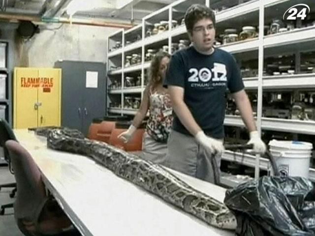 В американському штаті Флорида вчені впіймали 5-метрового пітона В американському штаті Флорида вчені впіймали 5-метрового пітона