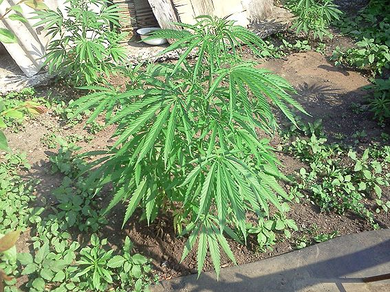 Майже 80-річні пенсіонерки вирощували коноплю