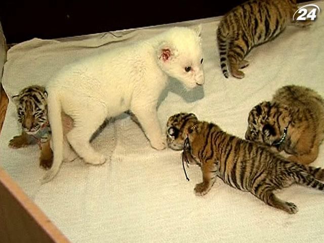 В Ялтинському зоопарку народилися 6 амурських тигрів 