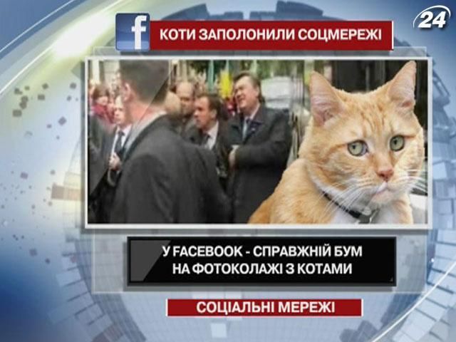 В Facebook - настоящий бум на фотоколлажи с котами В Facebook - настоящий бум на фотоколлажи с котами