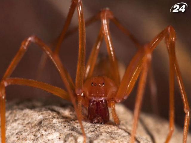 В США обнаружили новый вид паука