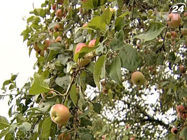Підсумки: Українці віддають перевагу вітчизняним яблукам Підсумки: Українці віддають перевагу вітчизняним яблукам
