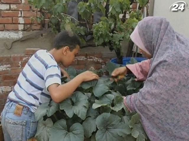 В Єгипті впроваджують програму вирощення городів на дахах